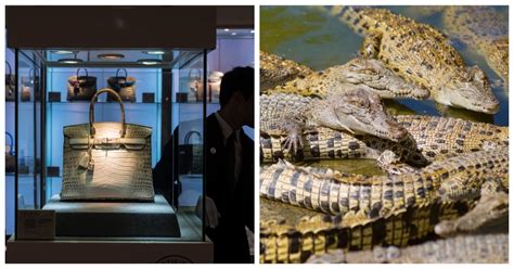 Hermès Plans to Build Australia’s Biggest Crocodile Factory Farm 